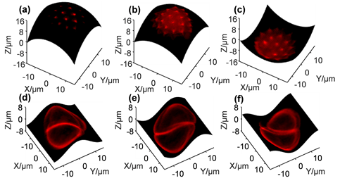   
		Figure 4. Cross-sectional images of two selected pollen grains on arbitrarily programmed spherical surfaces (a) - (c) and sinusoidal surfaces (d) - (f).	 
